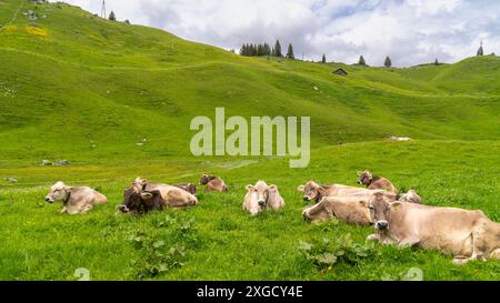 Braune Kuh auf der Weide in der Bregenzerwalder Alm, vor mir eine Kuh ohne Hörner, auf der Wiese frisst eine Kuhherde und Kälber ruhen, Stockfoto