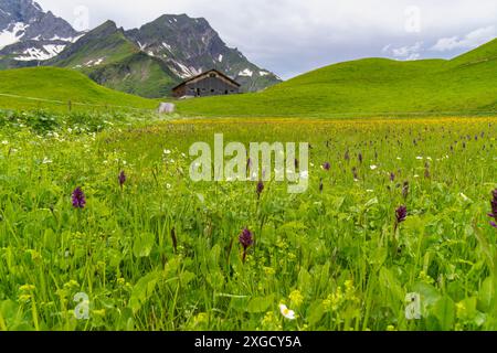 Die rosafarbene, breitblättrige Orchidee ist in feuchten Wiesen der österreichischen Alpen zu Hause, schöne und seltene Orchidee hat den wissenschaftlichen Namen Dactylorhiza Stockfoto