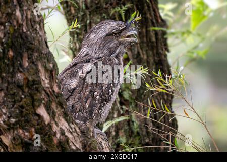 Tawny Frogmouth - Podargus strigoides, ein einzigartiger großer nächtlicher Vogel aus australischen Wäldern und Wäldern. Stockfoto