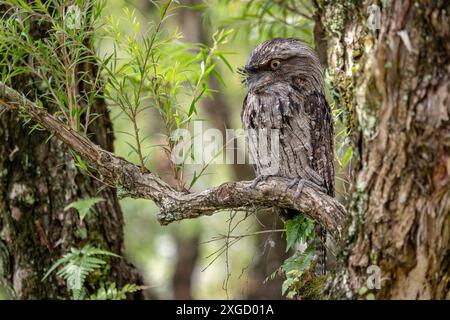 Tawny Frogmouth - Podargus strigoides, ein einzigartiger großer nächtlicher Vogel aus australischen Wäldern und Wäldern. Stockfoto