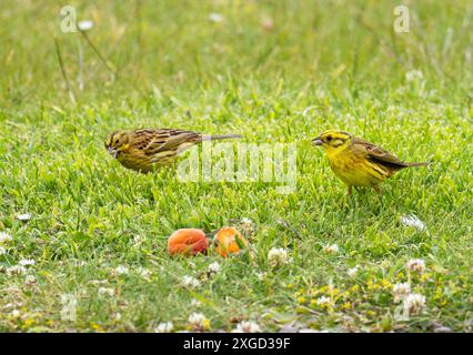 Yellowhammer, Emberiza citrinella füttern auf einem Gartenrasen in Ardnamurchan, Schottland, Großbritannien. Stockfoto