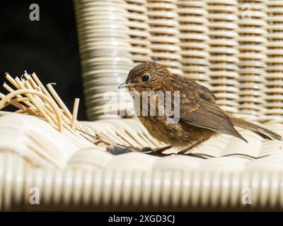 Ein junger Robin, Erithacus rubecula, sonnt sich auf einem Stuhl in einem Garten in Ambleside, Lake District, Großbritannien. Stockfoto