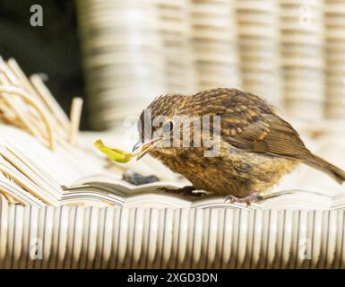 Ein junger Robin, Erithacus rubecula, sonnt sich auf einem Stuhl in einem Garten in Ambleside, Lake District, Großbritannien. Stockfoto