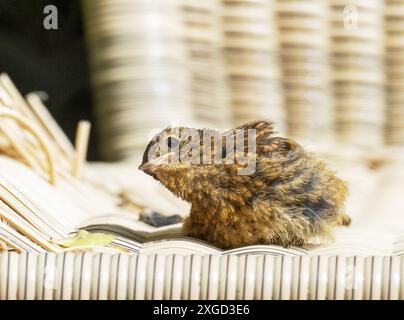 Ein junger Robin, Erithacus rubecula, sonnt sich auf einem Stuhl in einem Garten in Ambleside, Lake District, Großbritannien. Stockfoto