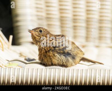 Ein junger Robin, Erithacus rubecula, sonnt sich auf einem Stuhl in einem Garten in Ambleside, Lake District, Großbritannien. Stockfoto