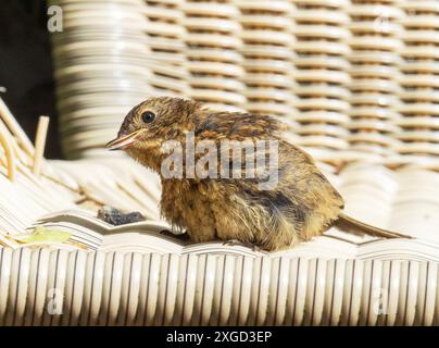 Ein junger Robin, Erithacus rubecula, sonnt sich auf einem Stuhl in einem Garten in Ambleside, Lake District, Großbritannien. Stockfoto