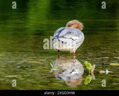 Eine weibliche Goosander, Mergus Merganser in Aambleside, Lake District, Großbritannien. Stockfoto