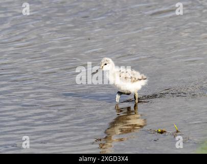 A Rattenvogel, Recurvirostra avosetta Chick in Leighton Moss, Silverdale, Lancashire, Großbritannien. Stockfoto