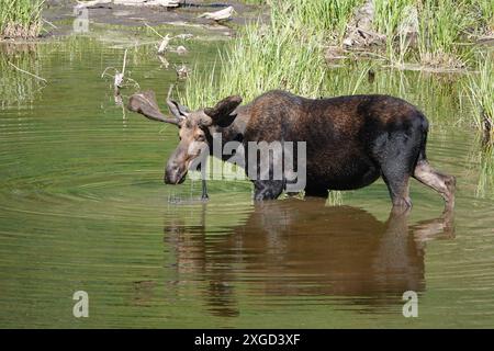 Wading Bull Moose, Grand Teton National Park, Wyoming Stockfoto