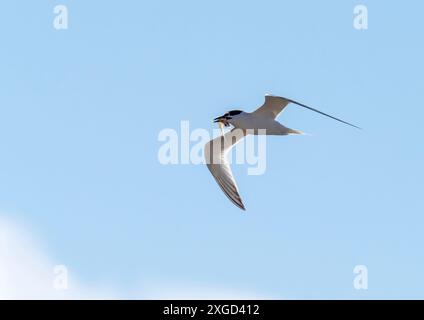 A Sandwich Tern, Thalasseus sandvicensis in Hodbarrow, Millom, Cumbria, Großbritannien. Stockfoto