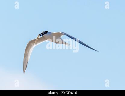 A Sandwich Tern, Thalasseus sandvicensis in Hodbarrow, Millom, Cumbria, Großbritannien. Stockfoto