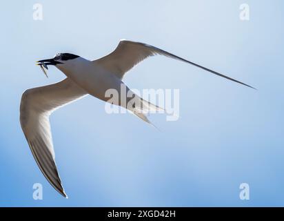 A Sandwich Tern, Thalasseus sandvicensis in Hodbarrow, Millom, Cumbria, Großbritannien. Stockfoto