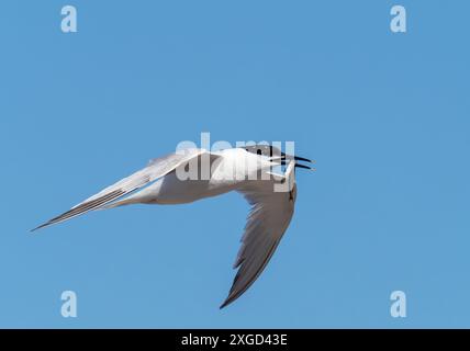 A Sandwich Tern, Thalasseus sandvicensis in Hodbarrow, Millom, Cumbria, Großbritannien. Stockfoto