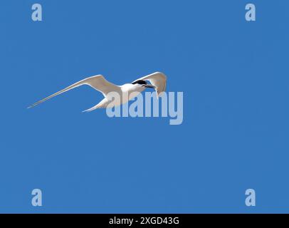 A Sandwich Tern, Thalasseus sandvicensis in Hodbarrow, Millom, Cumbria, Großbritannien. Stockfoto