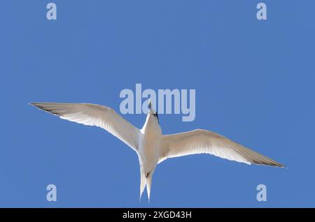 A Sandwich Tern, Thalasseus sandvicensis in Hodbarrow, Millom, Cumbria, Großbritannien. Stockfoto