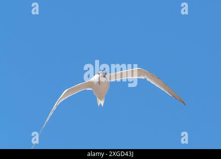 A Sandwich Tern, Thalasseus sandvicensis in Hodbarrow, Millom, Cumbria, Großbritannien. Stockfoto