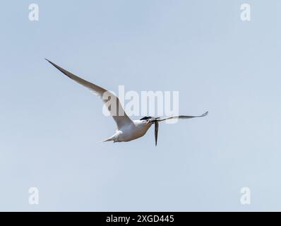 A Sandwich Tern, Thalasseus sandvicensis in Hodbarrow, Millom, Cumbria, Großbritannien. Stockfoto