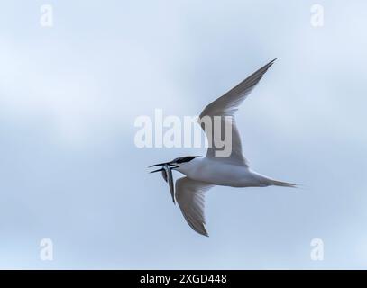 A Sandwich Tern, Thalasseus sandvicensis in Hodbarrow, Millom, Cumbria, Großbritannien. Stockfoto