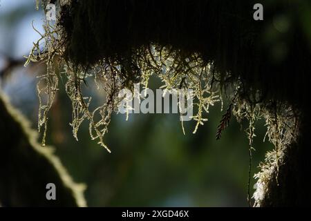 Moss Covered Branch, Wallace Falls, WA Stockfoto