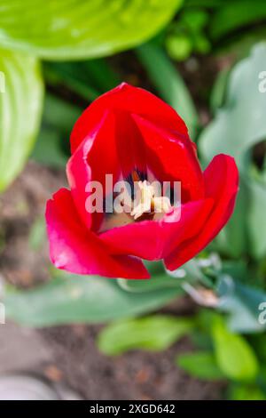 Einzelne Gartentulpe rot, Blick von oben, Blätter im Hintergrund Stockfoto