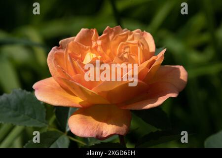 Rosa Lady Emma Hamilton Stockfoto