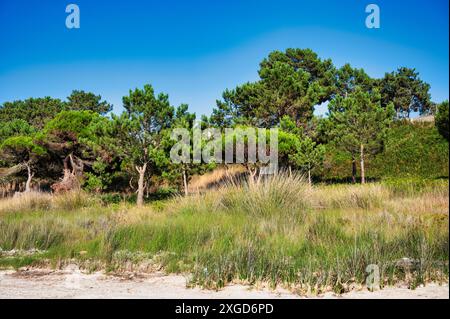 Ruhiger Kiefernwald mit hohem Gras und blauem Himmel an der Lagoa de Albufeira, Portugal, an einem sonnigen Tag. Stockfoto