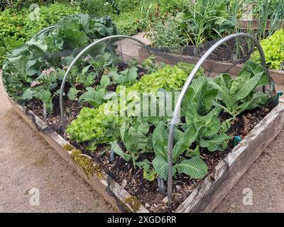 Bio-Hochgezüchtetes Gartenbett aus Kohlgemüse und Salatblättern, die in einem Holzrahmen wachsen, um Schutz und Schädlingsbekämpfung vor Nacktschnecken und Schnecken zu bieten Stockfoto