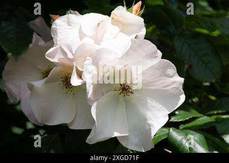 Rosa Sally Holmes Stockfoto