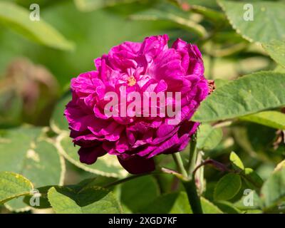 Rosa 'de Rescht' Stockfoto