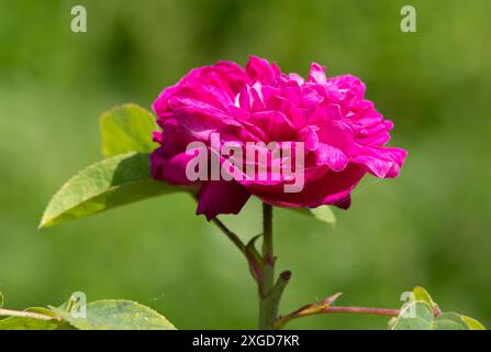 Rosa 'de Rescht' Stockfoto