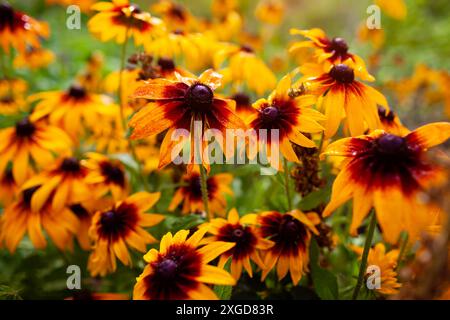 Nahaufnahme von gelben, schwarzäugigen Susan-Kegelblumen, die im Sommergarten blühen. Rudbeckia mit weinrotem Zentrum nass nach Regen Stockfoto