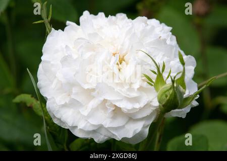 Rosa „Madame Legras de St. Germain“ Stockfoto