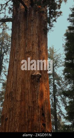 Nahaufnahme der Rinde eines Riesenmammutbaums mit zwei großen Knoten, die am Stamm wachsen, im Sequoia-Nationalpark in Kalifornien, USA Stockfoto