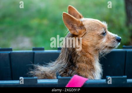 Ein kleiner brauner Hund sitzt geduldig in einer rechteckigen schwarzen Tasche und wartet darauf, auf eine Fahrt zu gehen, während die Brise sein Fell sanft weht. Bokeh. Stockfoto