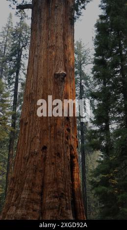 Nahaufnahme des Stammes eines Riesenmammutbaums mit zwei großen Knoten, die auf dem Stamm wachsen, im Sequoia-Nationalpark in Kalifornien, USA Stockfoto