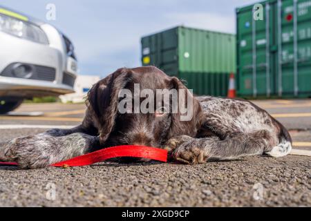 Hündchen kommt zur Arbeit. Stockfoto