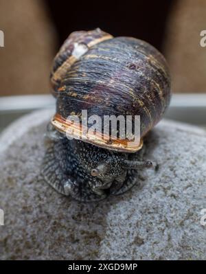 Eine Nahaufnahme einer Schnecke auf einem Stein mit einer detaillierten Ansicht ihrer Schale und Textur Stockfoto