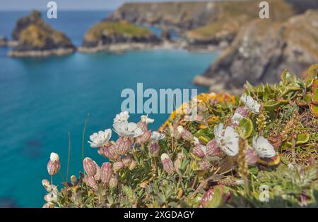 Sea Campion (Silene uniflora), auf Klippen oberhalb der Kynance Cove, in der Nähe von Lizard Point, Cornwall, England, Großbritannien, Europa Stockfoto