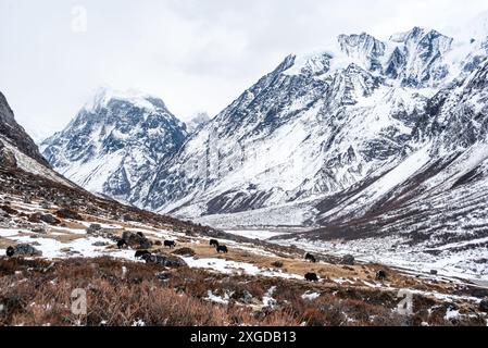 Herde von Yaks in den Bergen des Langtang Valley Trek in der Nähe von Kyanjin Gompa, Himalaya, Nepal, Asien Stockfoto