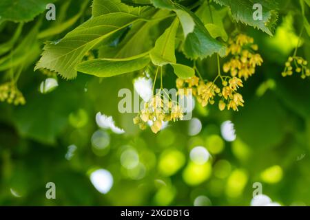 Eine duftende Fülle von Lindenblüten im üppig grünen Laub im Sommer Stockfoto