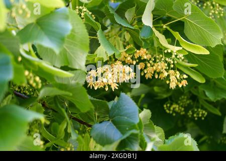Schöne hängende Blumen einer Linde. Gesunder entspannender Zuchtstoff von Tilia Cordata aus nächster Nähe Stockfoto