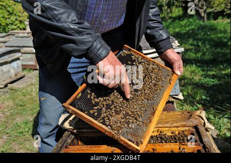 Raznik Mouradyan, Imker in Vedi, zeigt einen mit Bienen bedeckten Rahmen, ein Dorf in der Ebene von Ararat, Artashat, Armenien, Eurasien Stockfoto