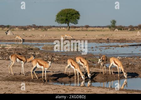 Springboks (Antidorcas marsupialis), Nxai Pan Nationalpark, Botswana, Afrika Stockfoto