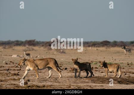 Löwin (Panthera leo) und Jungtiere, Nxai Pan Nationalpark, Botswana, Afrika Stockfoto