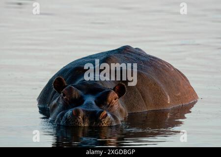 Flusspferde (Hippopotamus amphibius) im Fluss Khwai, Okavango Delta, Botswana, Afrika Stockfoto