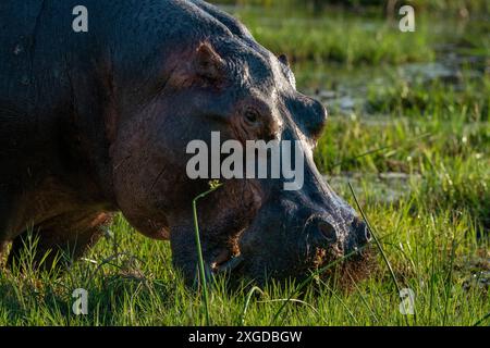 Hippopotamus (Hippopotamus amphibius), Okavango Delta, Botswana, Afrika Stockfoto