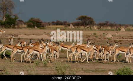 Gewarnte Springböcke (Antidorcas marsupialis), Nxai Pan Nationalpark, Botswana, Afrika Stockfoto