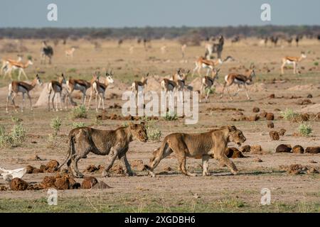 Gewarnte Springböcke (Antidorcas marsupialis) beobachten Löwenjungen (Panthera leo), Nxai Pan Nationalpark, Botswana, Afrika Stockfoto