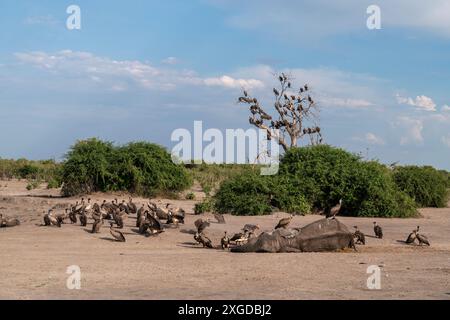 Weißgeier (Gyps africanus) und ein Schwarzschakal (Canis mesomelas) ernähren sich von einem afrikanischen Elefanten (Loxodonta africana), Savuti, Chobe Nat Stockfoto