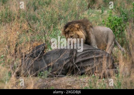 Ein männlicher Löwe (Panthera leo) ernährt sich von einem afrikanischen Elefanten (Loxodonta africana), Savuti, Chobe Nationalpark, Botswana, Afrika Stockfoto